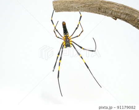 棒から糸でぶら下がろうとするオオジョロウグモ	 91179082