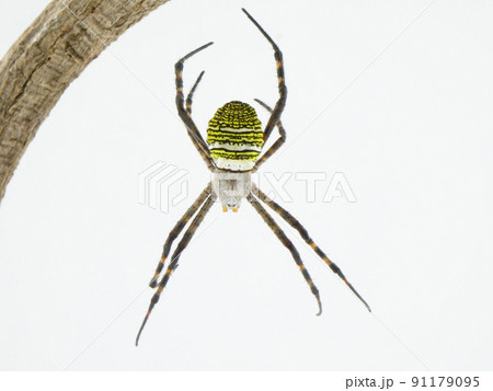 糸で宙にぶら下がっているコガネグモのメス 糸で宙にぶら下がっているコガネグモのメス 91179095