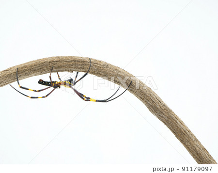 木の反対面に隠れるオオジョロウグモのメス	 91179097