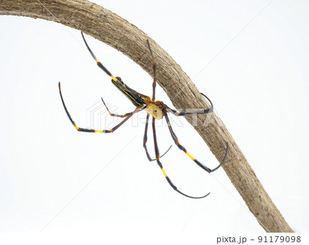 枝の裏面にしがみついているオオジョロウグモ 枝の裏面にしがみついているオオジョロウグモ 91179098