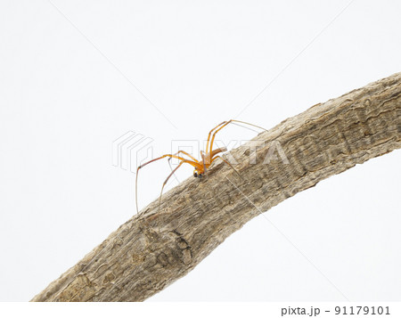 木の上にいるオオジョロウグモの雄個体 木の上にいるオオジョロウグモの雄個体 91179101