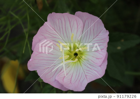 春の日本の庭に咲くヒルザキツキミソウのピンク色の花 91179226