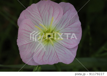 春の日本の庭に咲くヒルザキツキミソウのピンク色の花 春の日本の庭に咲くヒルザキツキミソウのピンク色の花 91179227