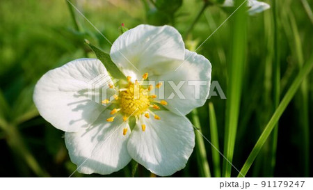 Blooming strawberry flower in a clearing in the forest. Blooming strawberries. 91179247