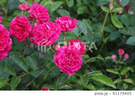 春の日本の公園に咲く濃いピンク色のバラの花 91179405