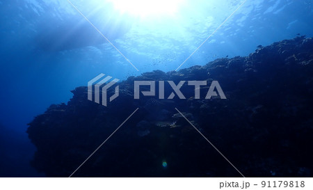 海中からの景色 91179818
