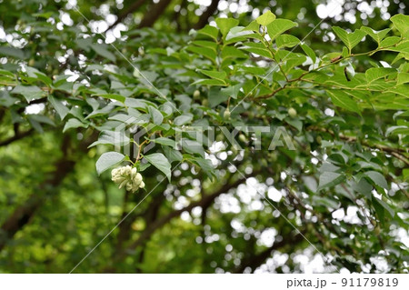 エゴノネコアシフシ エゴノキ 91179819