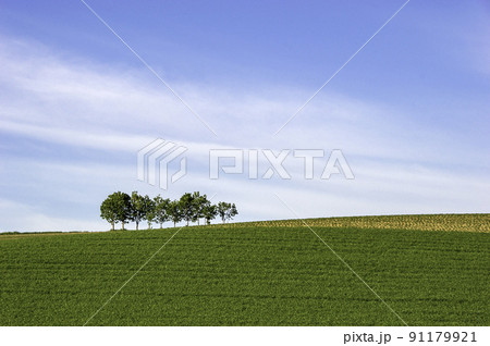 美瑛の夏風景 美瑛の夏風景 91179921