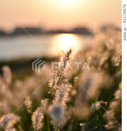 夕暮れ 91179978