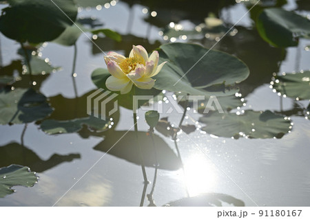 蓮の花 蓮の花 91180167