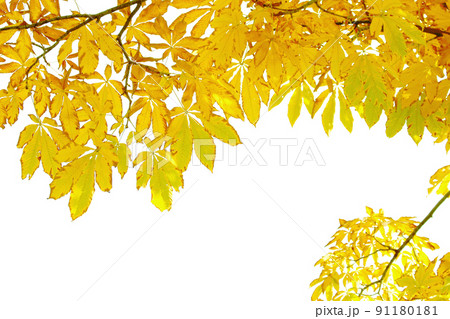 セイヨウトチノキ 91180181