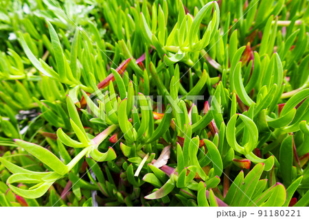 海・ビーチに生える野生の鮮やかなオカヒジキのアップ（千葉県鋸南町） 91180221