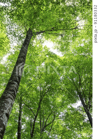 新緑のブナ林　鳥取県　八東ふるさとの森 91180332