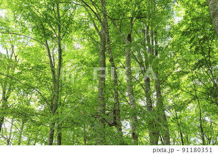 新緑のブナ林 鳥取県 八東ふるさとの森 新緑のブナ林 鳥取県 八東ふるさとの森 91180351