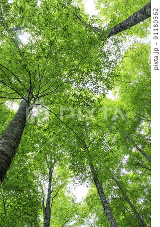 新緑のブナ林　鳥取県　八東ふるさとの森 91180362