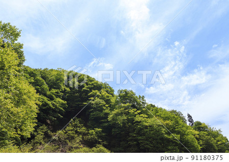 新緑のブナ林 鳥取県 八東ふるさとの森 新緑のブナ林 鳥取県 八東ふるさとの森 91180375
