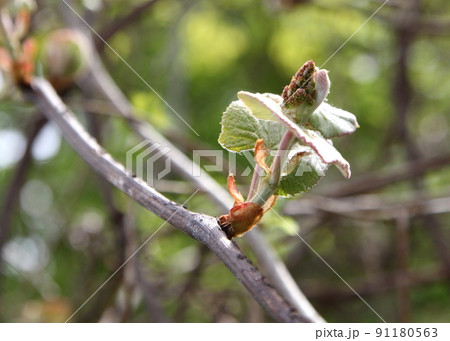 ヤマブドウの新芽 ヤマブドウの新芽 91180563