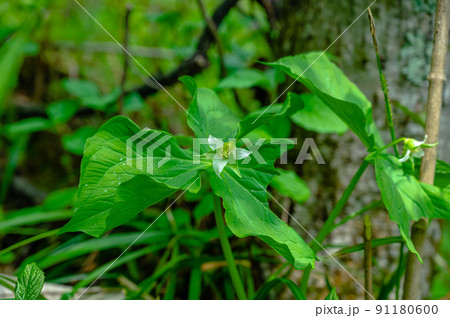 白い花　エイレンソウ 91180600