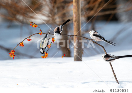 シジュウカラとシマエナガ 91180655