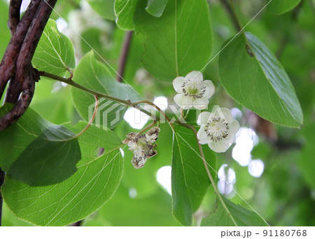 サルナシ(コクワ)の花 サルナシ(コクワ)の花 91180768