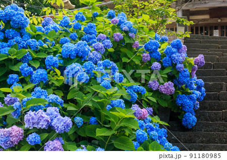 北海道伊達市、善光寺地蔵堂で咲き誇るアジサイ【7月】 91180985