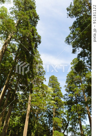 飫肥城内の飫肥杉 飫肥城内の飫肥杉 91181122