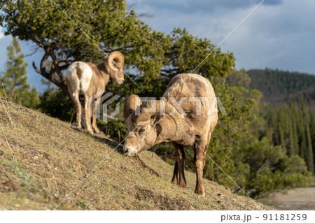 Foraging BigHorn Sheep (Ovis canadensis) ram portrait. Canadian Rockies Jasper National Park landscape background. Nature scenery. Foraging BigHorn Sheep (Ovis canadensis) ram portrait. Canadian Rockies Jasper National Park landscape background. Nature scenery. 91181259