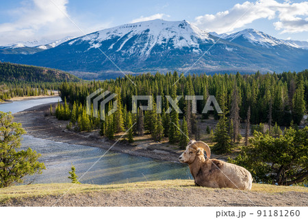 Laying down BigHorn Sheep (Ovis canadensis) ram portrait. Canadian Rockies Jasper National Park landscape background. Nature scenery. 91181260