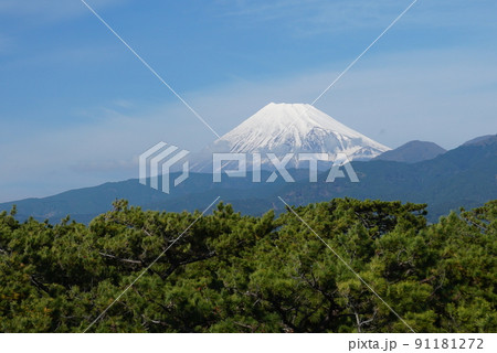 青空を背景にした青松と冠雪した富士山 Ver4 青空を背景にした青松と冠雪した富士山 Ver4 91181272