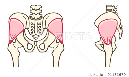 小臀筋、後面と側面 91181670