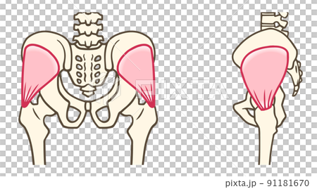 小臀筋、後面と側面 91181670