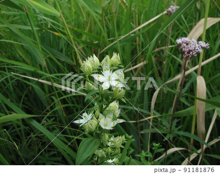 アケボノソウ アケボノソウ 91181876