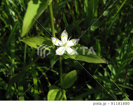 アケボノソウ アケボノソウ 91181880