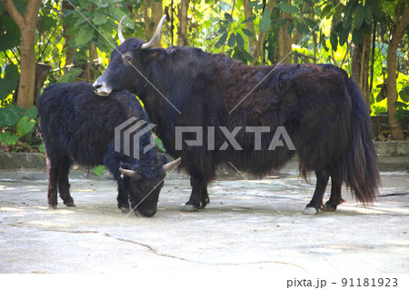 two yaks in Shenzhen, China two yaks in Shenzhen, China 91181923