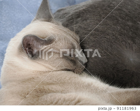 猫の日常 猫の日常 91181963