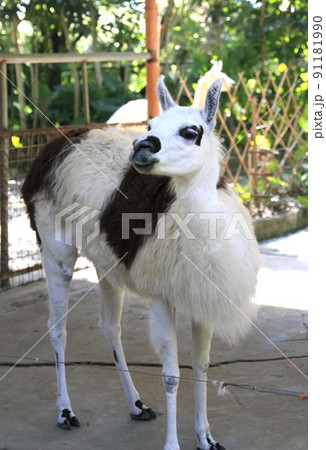 a small llama in Shenzhen, China a small llama in Shenzhen, China 91181990