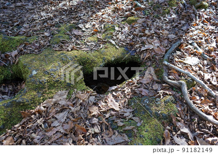 青木ヶ原樹海 91182149