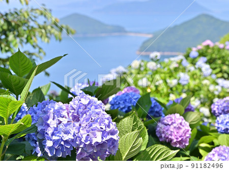 四国香川県三豊市紫雲出山の紫陽花アジサイ 91182496