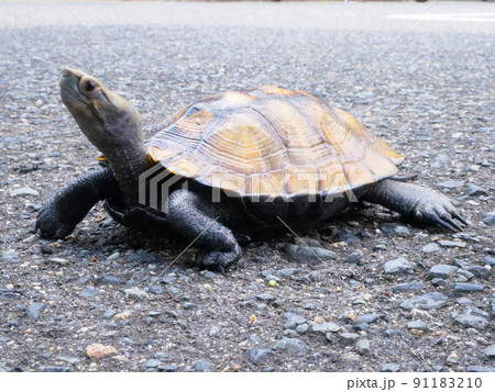 上へと首を伸ばすイシガメ 上へと首を伸ばすイシガメ 91183210