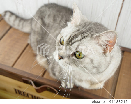 木箱に乗った猫 木箱に乗った猫 91183215