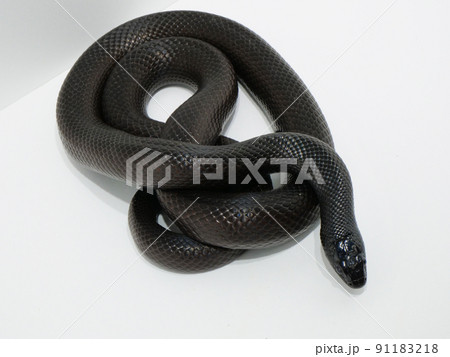 ツヤツヤとした光沢を持つ黒い蛇 91183218