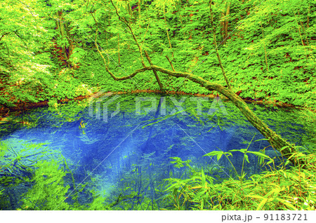 鮮やかなコバルトブルーに輝く神秘的な青池 鮮やかなコバルトブルーに輝く神秘的な青池 91183721