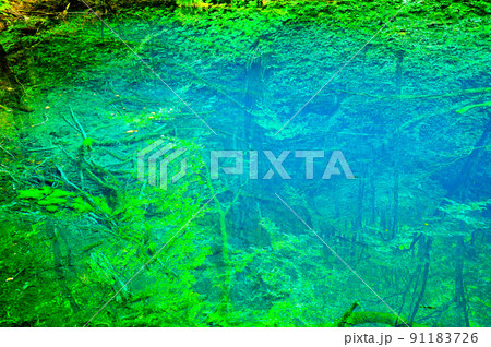 鮮やかなコバルトブルーに輝く神秘的な青池 鮮やかなコバルトブルーに輝く神秘的な青池 91183726