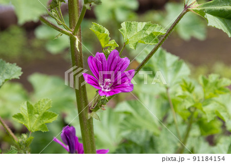 ウスベニアオイ（学名: Malva sylvestris）、別名：コモンマロウ、マロウ、ブルーマロウ 91184154