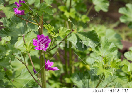 ウスベニアオイ(学名: Malva sylvestris)、別名:コモンマロウ、マロウ、ブルーマロウ ウスベニアオイ(学名: Malva sylvestris)、別名:コモンマロウ、マロウ、ブルーマロウ 91184155