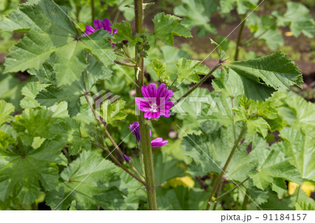 ウスベニアオイ（学名: Malva sylvestris）、別名：コモンマロウ、マロウ、ブルーマロウ 91184157
