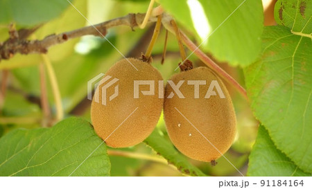 2つ並んで実ったキウイフルーツ 91184164