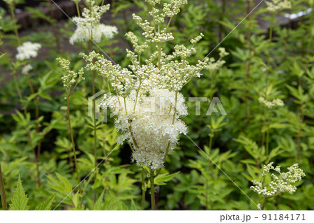 セイヨウナツユキソウ（学名：Filipendula ulmaria ）別名：メドウスイート 91184171