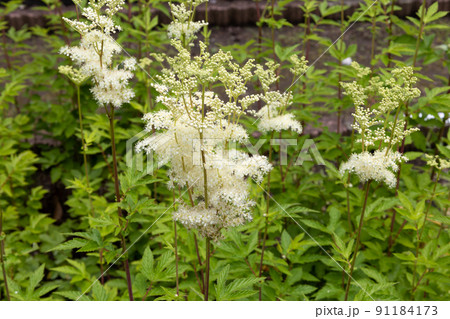 セイヨウナツユキソウ(学名:Filipendula ulmaria )別名:メドウスイート セイヨウナツユキソウ(学名:Filipendula ulmaria )別名:メドウスイート 91184173