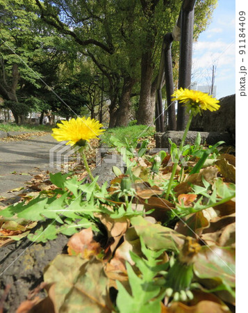 道端に咲いているタンポポの花 道端に咲いているタンポポの花 91184409